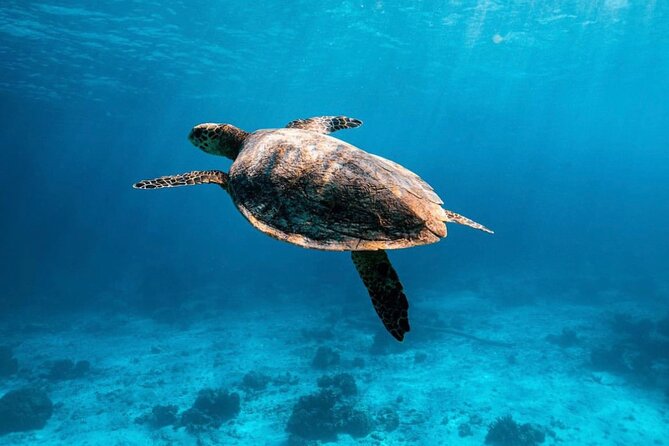 2x Snorkelling Phi Phi, Maiton, Maya Bay, khai islands tour - Key Highlights to Know Before You Go