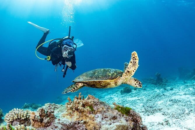 3 Fun Dives in Phi Phi islands for Certified Divers - Shark Point or Koh Doc Mai: Why Your Third Stop May Change
