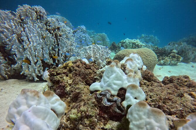 3 Fun Dives in Racha Yai and Racha Noi for Certified Divers - Equipment, Insurance, and What’s Not Included