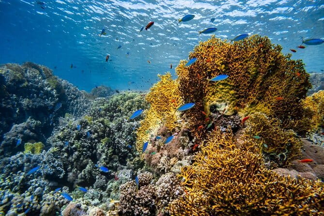 3 Fun Dives in Racha Yai and Racha Noi for Certified Divers - Price and Value: What $89.61 Buys You