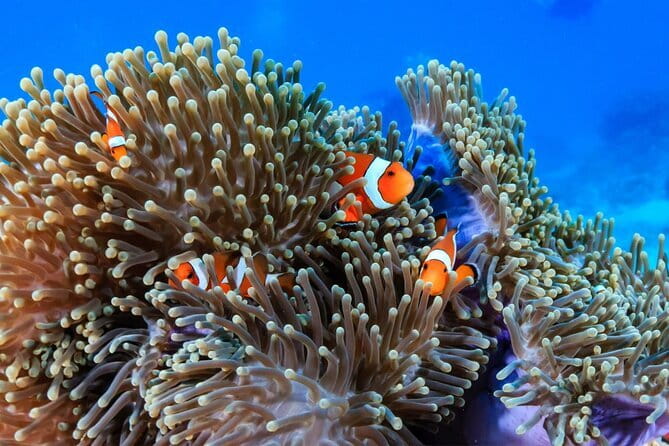 3 Fun Dives in Racha Yai and Racha Noi for Certified Divers - Three Underwater Sessions: Timing, Group Size, and Pressure Rules