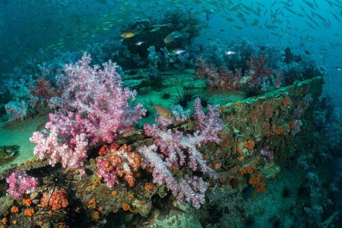 3 Fun Dives King Cruiser Wreck and Koh DokMai for Certified diver - King Cruiser wreck at 30 meters: the main reason for this day
