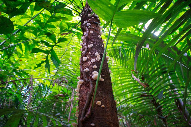 4-Waters Eco-Adventure Trip from Phuket Including Lunch - Khao Phra Thaeo National Park: trails to Ton Prai Waterfall (and slippery spots)