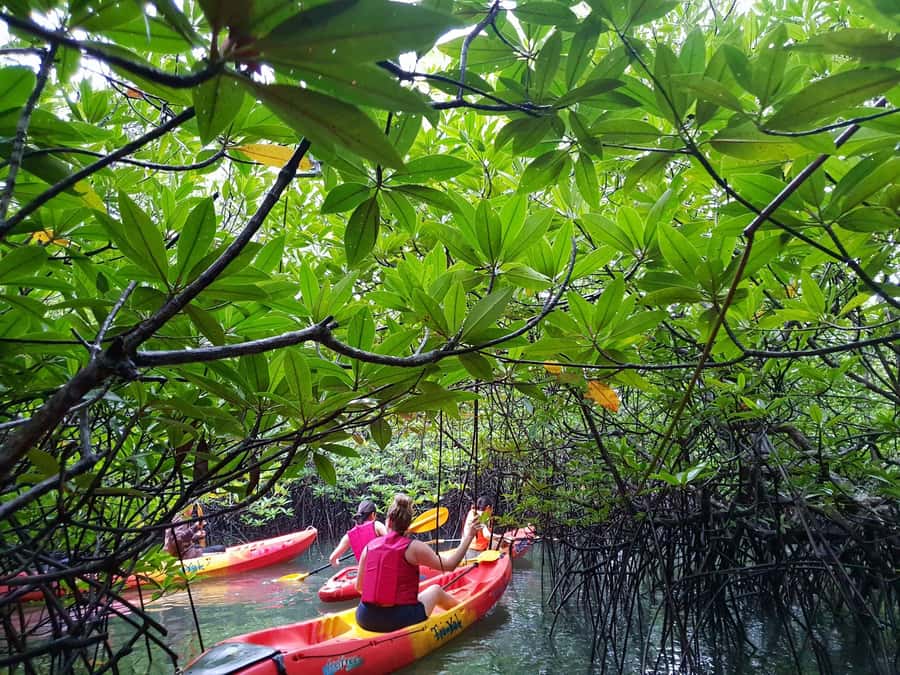 4 Waters Eco Adventure - Lunch in Phang Nga: real Thai food and the energy reset you need