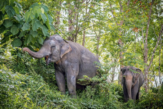 A Morning with the Elephants at Phuket Elephant Sanctuary - A morning start that sets the tone fast