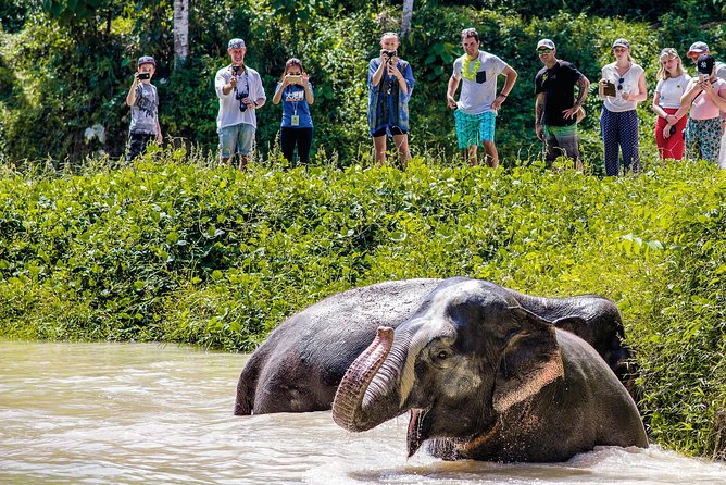 A Morning with the Elephants at Phuket Elephant Sanctuary - Walking the 30-acre sanctuary with observation platforms