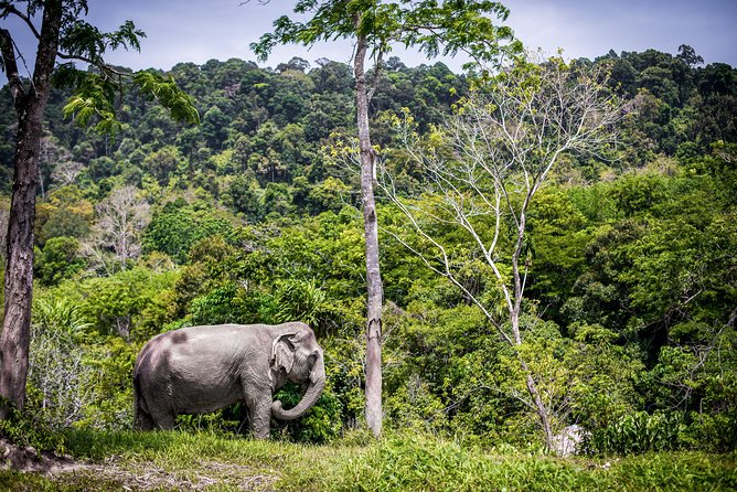 A Morning with the Elephants at Phuket Elephant Sanctuary - What the sanctuary is doing with rescues and rehab