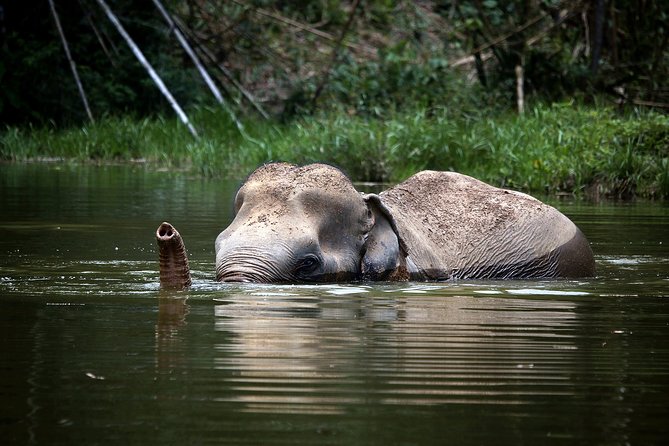 A Morning with the Elephants at Phuket Elephant Sanctuary - Phuket hotel pickup and how to think about logistics
