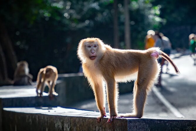Amazing Phuket Sunset: Promthep Cape, Monkey Hill, Chillva Market - Price and value: what you get for about $134 per person