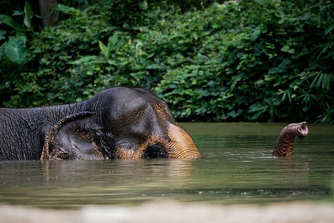 An Afternoon with the Elephants at Phuket Elephant Sanctuary - Key points worth knowing before you go