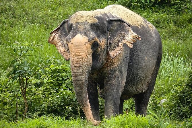 An Afternoon with the Elephants at Phuket Elephant Sanctuary - A sanctuary afternoon rooted in retirement space near Khao Phra Thaeo