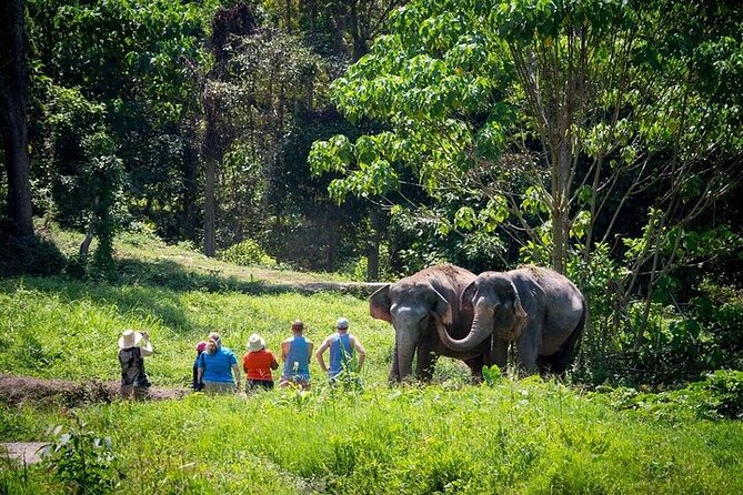 An Afternoon with the Elephants at Phuket Elephant Sanctuary - The 1:30 pm rhythm: documentary, canopy walk, and calm elephant time