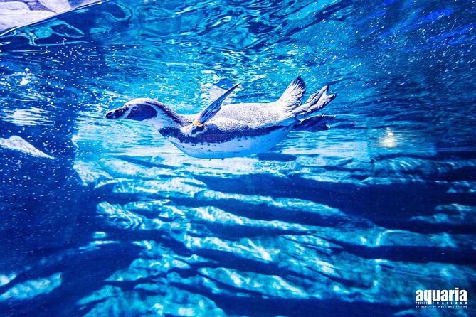 Aquarium Phuket and AR Trick Eye Museum Combo Tickets - Aquaria Phuket Under Central Phuket Floresta: What You’ll Actually See