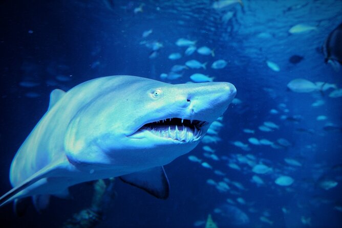 Aquarium Phuket and AR Trick Eye Museum Combo Tickets - Tickets, Timing, and Redemption at Aquaria Phuket (No-Fuss Version)