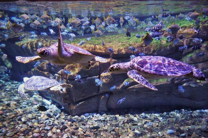Aquarium Phuket and AR Trick Eye Museum Combo Tickets - Who Should Book This, and Who Might Want to Skip
