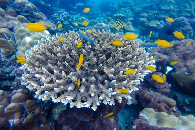 Best of Phi Phi Islands Snorkeling Tour from Phuket - Maya Bay: the photo stop you can’t skip, but should approach smart