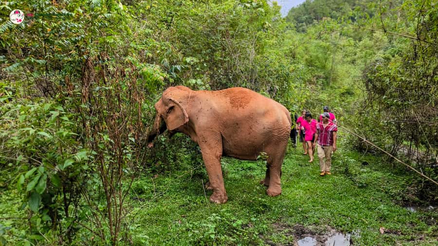 Chiang Mai: Doi Inthanon and Elephant Sanctuary Tour & Hike - Getting out of Chiang Mai Old City: pickup, van, and the road to Mae Wang