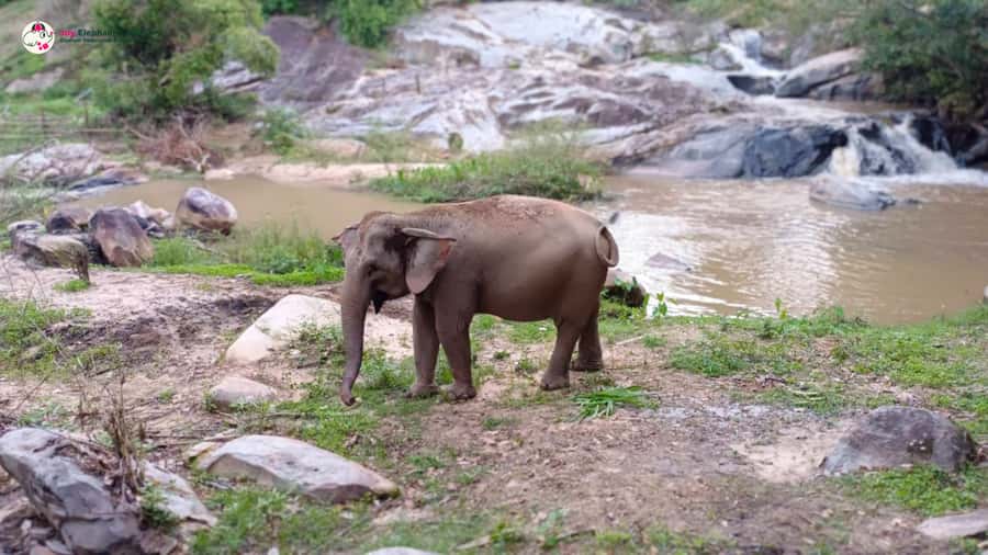 Chiang Mai: Doi Inthanon and Elephant Sanctuary Tour & Hike - Lunch, drinks, and how the day really paces out