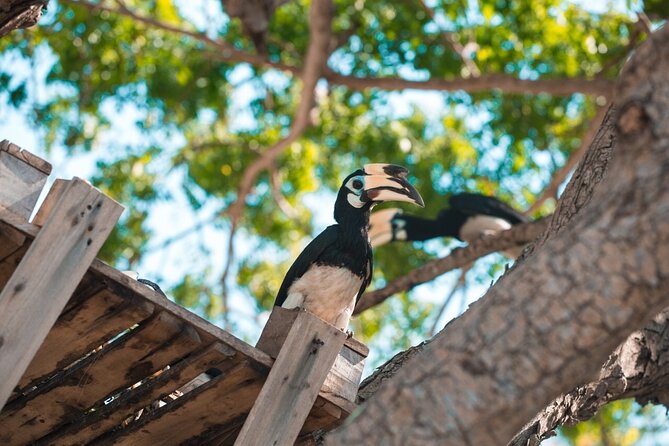 Coral and Racha Islands from Phuket - Key Highlights to Watch For
