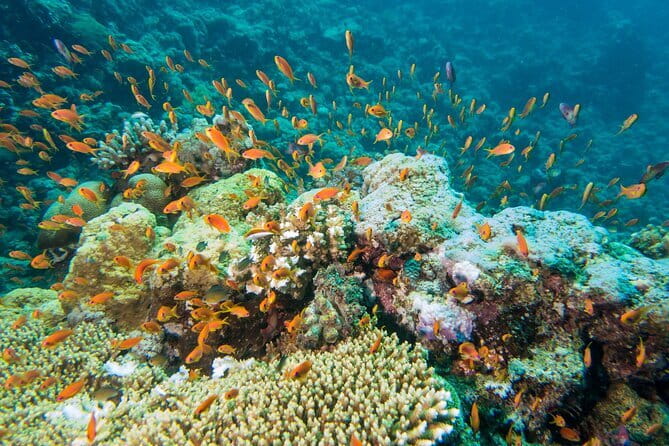 Coral Island Banana Beach Snorkeling and Clear Kayak Tour - Lunch on the way: buffet fuel with tropical fruit and soft drinks