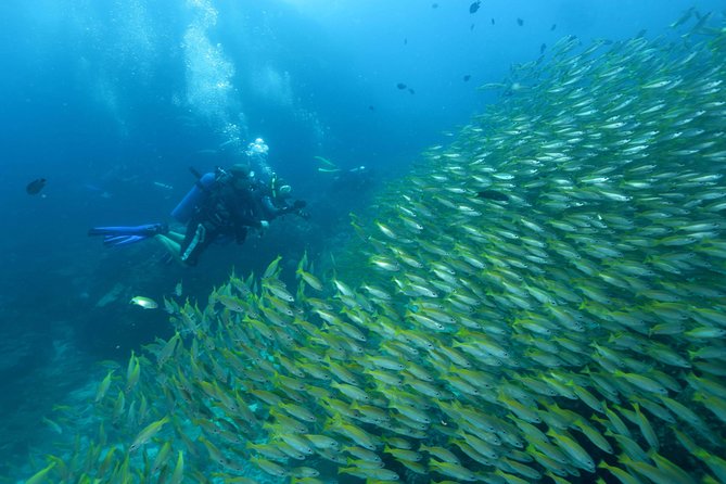 Dive Trip to Phi Phi from Phuket for certified divers - Certified-Only Rules (and Why They’re Worth It)