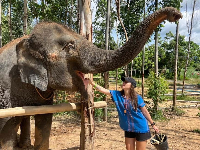 Elephant Experience with transfers and Thai food buffet - Key things to know before you go