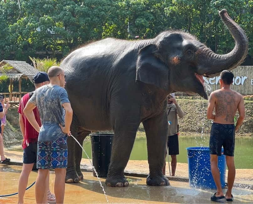 Elephant Experience with transfers and Thai food buffet - Jungle walk: watching how elephants act in greener space