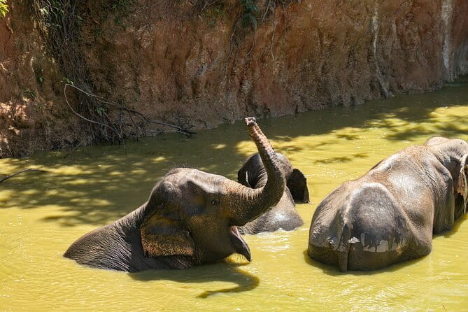 Elephant Nature Experience with Lunch at Bukit Elephant Park - Key things I’d circle before you go