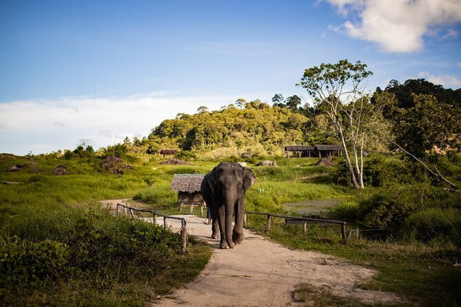Elephant Nature Experience with Lunch at Bukit Elephant Park - Your half-day schedule: morning or afternoon, about 3 hours