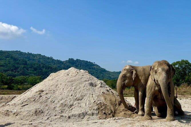 Elephant Nature Experience with Lunch at Bukit Elephant Park - Rules you should expect to follow (and why they matter)
