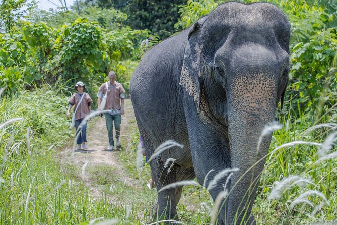 Elephant Sanctuary Small Group Tour in Phuket - What Makes This Phuket Elephant Visit Ethical and Actually Worth It