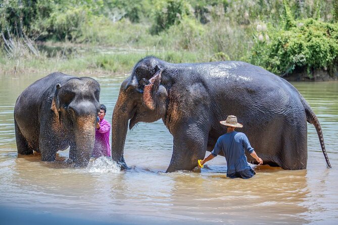 Elephant Sanctuary Small Group Tour in Phuket - Hand Herbal Snacks and the Hand-Feeding Moment