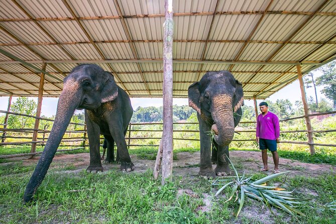 Elephant Sanctuary Small Group Tour in Phuket - Guides, Carers, and the Photo-Friendly Care Approach