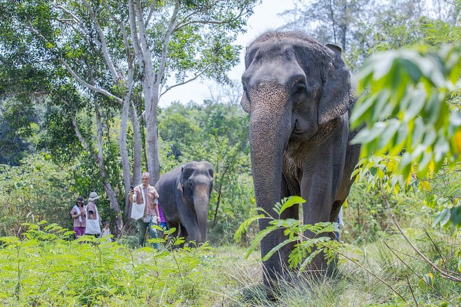 Elephant Sanctuary Small Group Tour in Phuket - What You Eat: Light Refreshments and a Lunch Box Finish