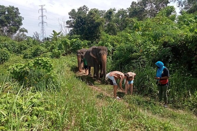 Elephant Sanctuary Small Group Tour in Phuket - Price and Value: Is $97.83 a Good Deal in Phuket?