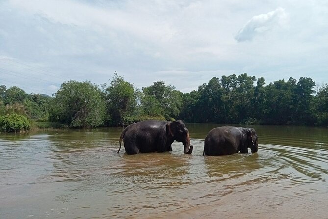 Elephant Sanctuary Small Group Tour in Phuket - Elephant Care Class and Forest Walk: Learning, Then Doing the Right Way