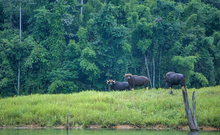 From Phuket: Cheow Lan Lake Overnight Resort Stay with Meals - Key moments that make this overnight feel worth it