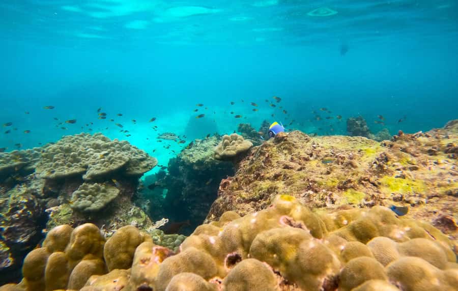 From Phuket: Day Trip to Phi Phi with Private Longtail Tour - Monkey Bay, reef snorkeling, and wildlife viewing that stays safe