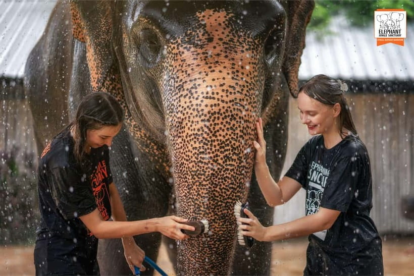 From Phuket: Elephant Jungle Sanctuary Feed and Shower Trip - Key Things I’d Put on Your Must-Do List