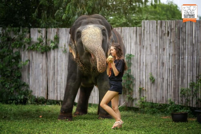From Phuket: Elephant Jungle Sanctuary Feed and Shower Trip - Why This Feed-and-Shower Experience Feels Different in Phuket