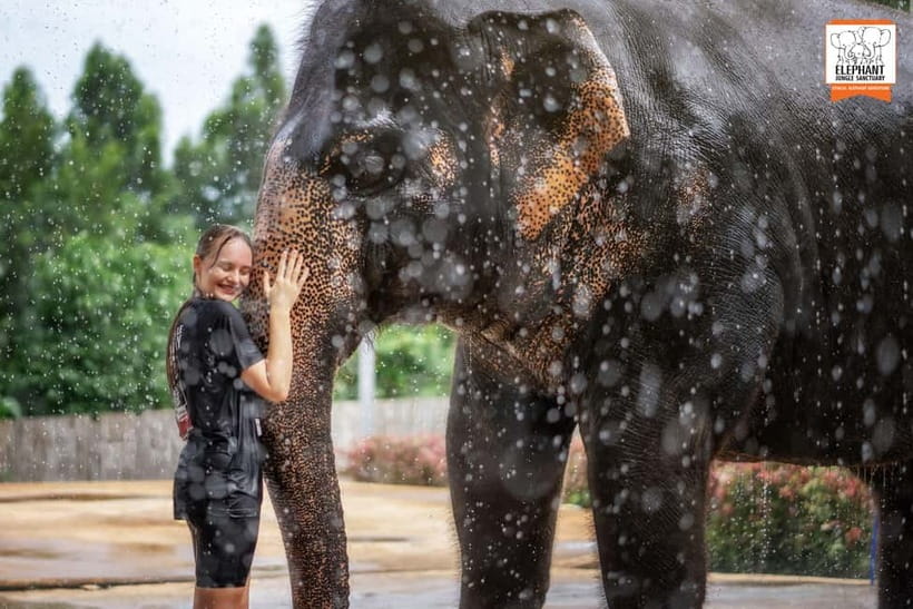 From Phuket: Elephant Jungle Sanctuary Feed and Shower Trip - The Elephant Feeding Session: Fruit, Veg, and Safe Contact