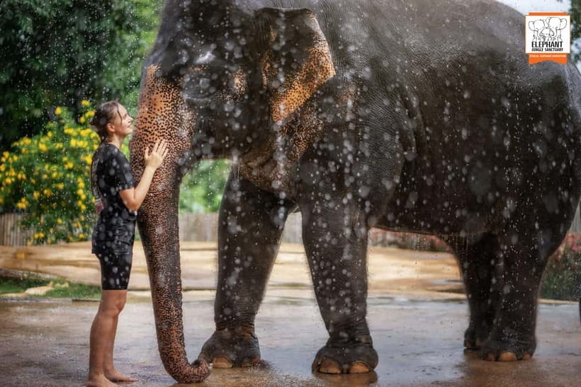 From Phuket: Elephant Jungle Sanctuary Feed and Shower Trip - The Teaching Moment: Elephant Anatomy, Behavior, and History