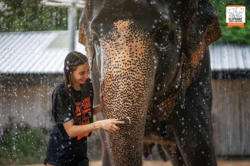 From Phuket: Elephant Jungle Sanctuary Feed and Shower Trip - Time Management in 90 Minutes: How the Experience Flows