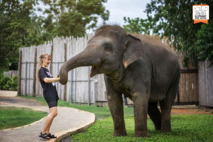 From Phuket: Elephant Jungle Sanctuary Feed and Shower Trip - Getting to Elephant Jungle Sanctuary Phuket: Pickup and Check-in