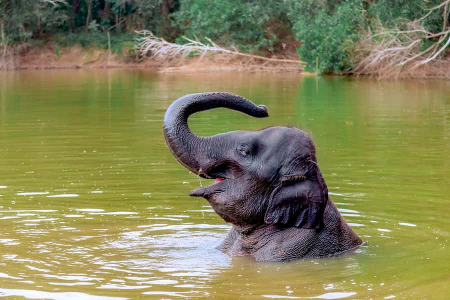 From Phuket: Ethical Elephant Interactive Trek and Tour - Key highlights worth booking
