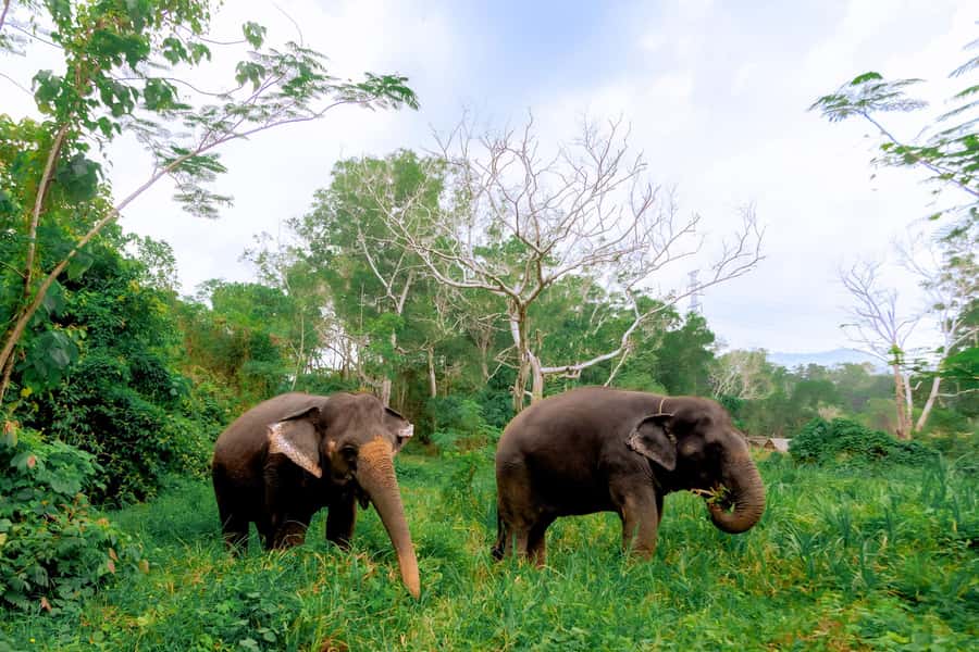 From Phuket: Ethical Elephant Interactive Trek and Tour - How the Phuket pickup and morning flow sets the tone