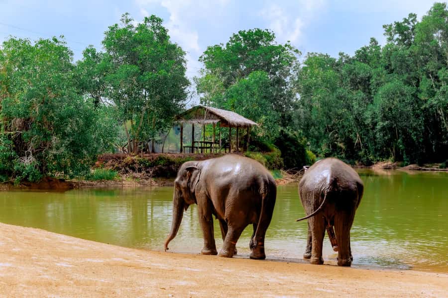 From Phuket: Ethical Elephant Interactive Trek and Tour - The jungle trek: walking with free-roaming elephants
