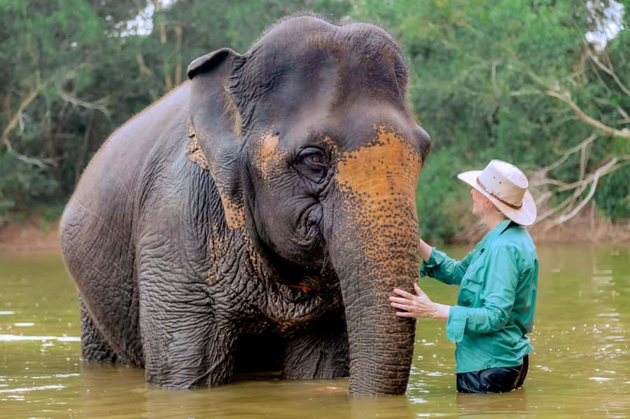 From Phuket: Ethical Elephant Interactive Trek and Tour - Lunch around 11 AM: what you eat and why it’s timed right