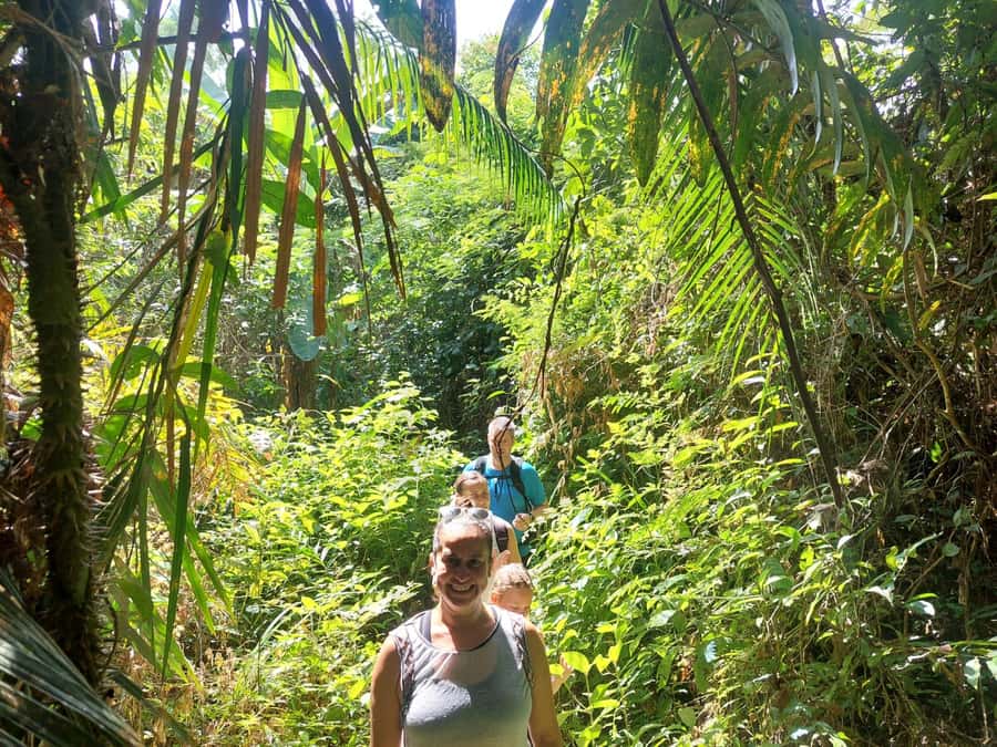 From Phuket: Guided Rainforest Hike with Lunch - Price and value: is $77 worth it in Phuket?