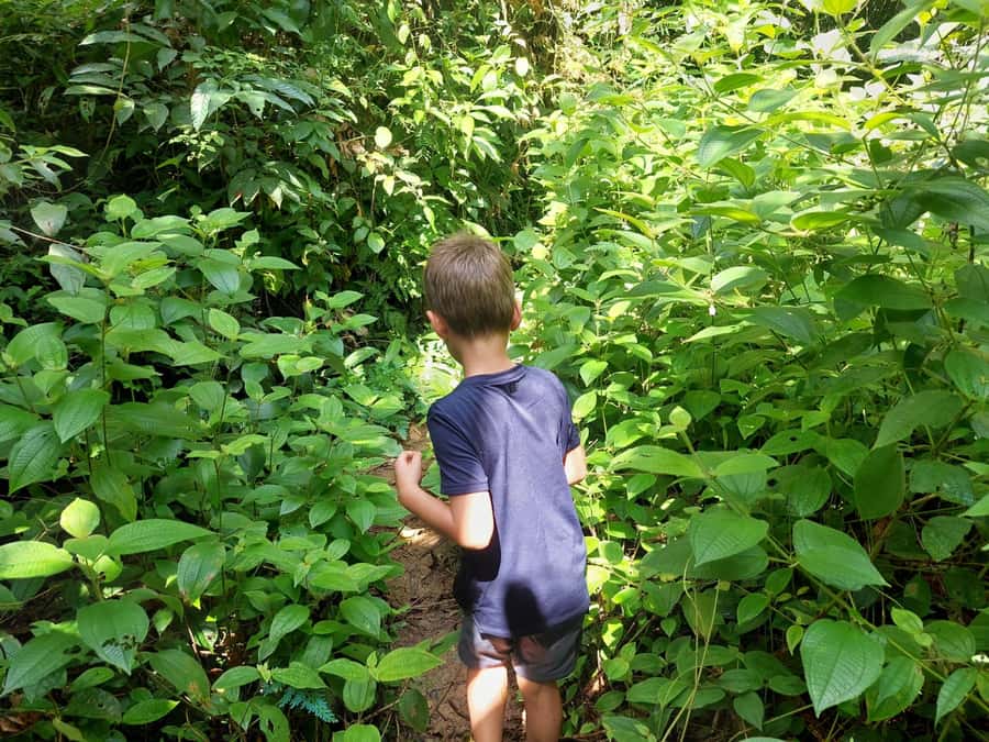 From Phuket: Guided Rainforest Hike with Lunch - Who should book this rainforest hike, and who should skip it